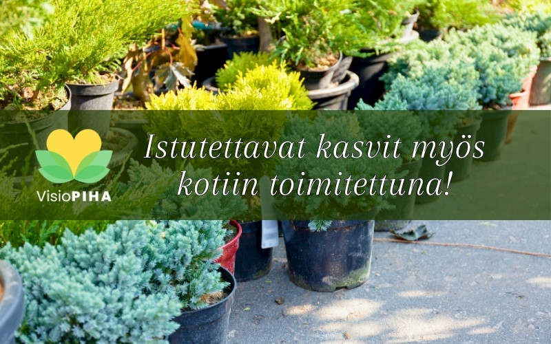 Istutettavia kasveja valmiina toimitettavaksi suoraan asiakkaan pihalle VisioPihan tukkurilta